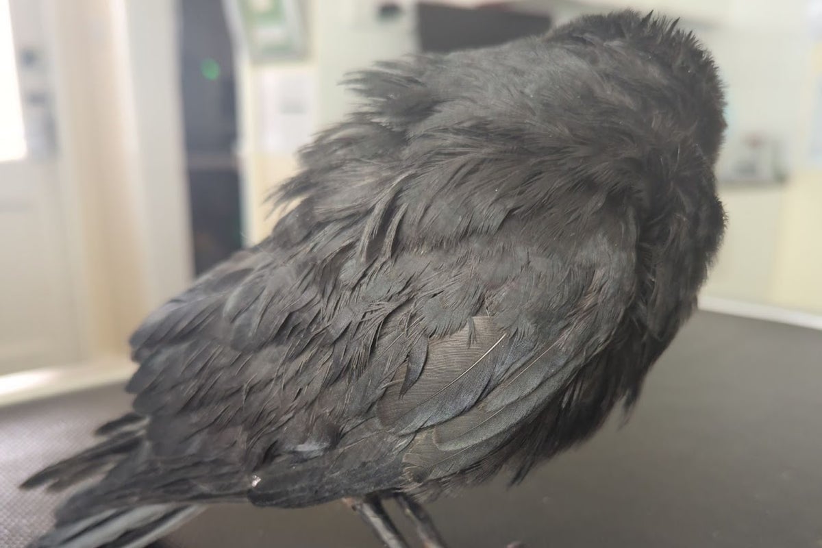 Man banned from keeping animals after giving ‘rescued’ birds marijuana and painting their claws with nail polish Man banned from keeping animals after giving ‘rescued’ birds marijuana and painting their claws with nail polish