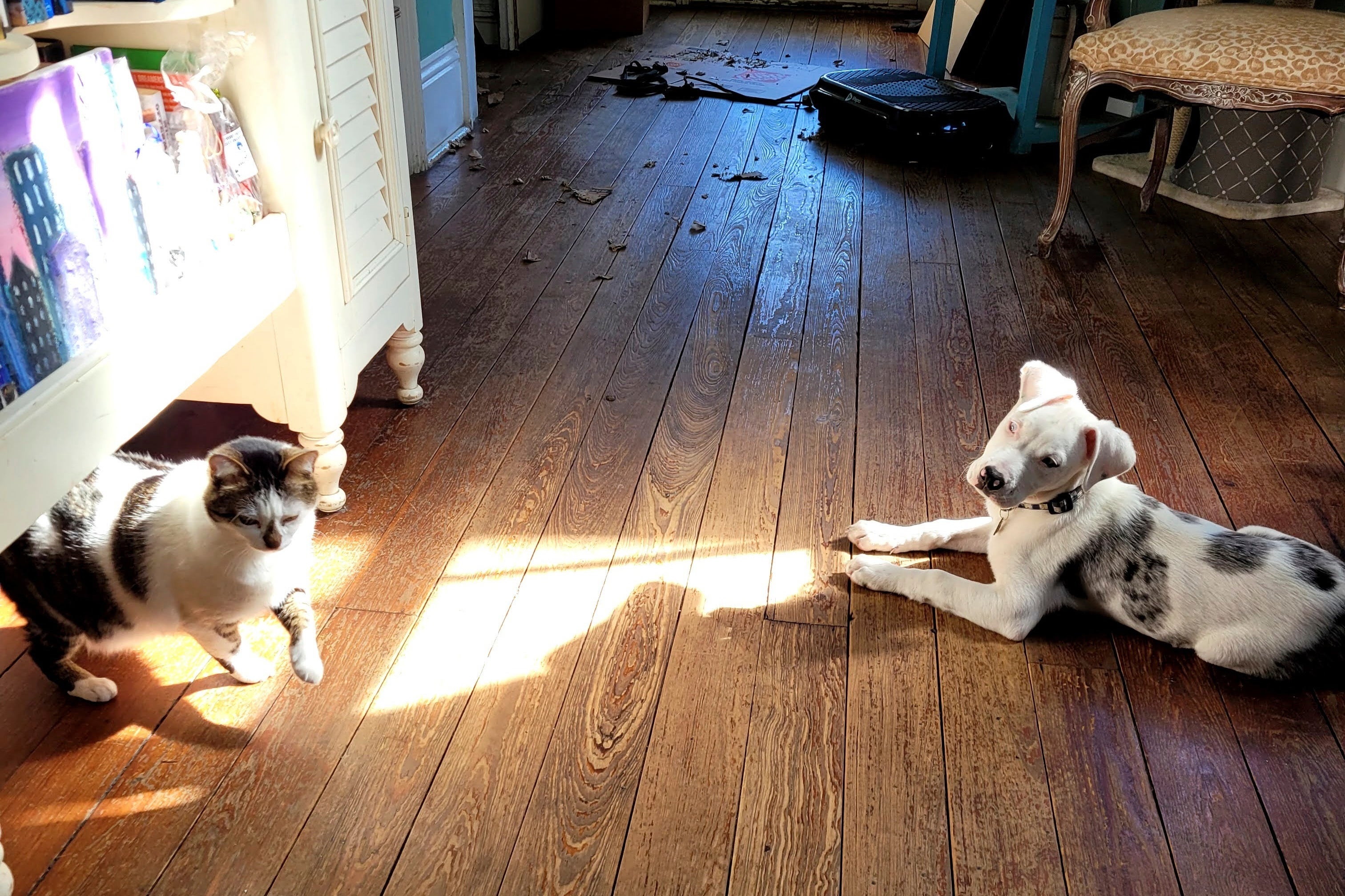 New Orleans Police Puppy Shot