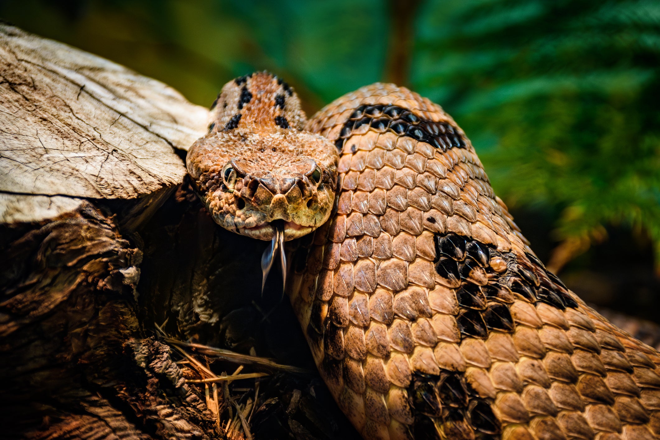 Teenager rescued by National Guard helicopter after being bitten by timber rattlesnake in North Carolina
