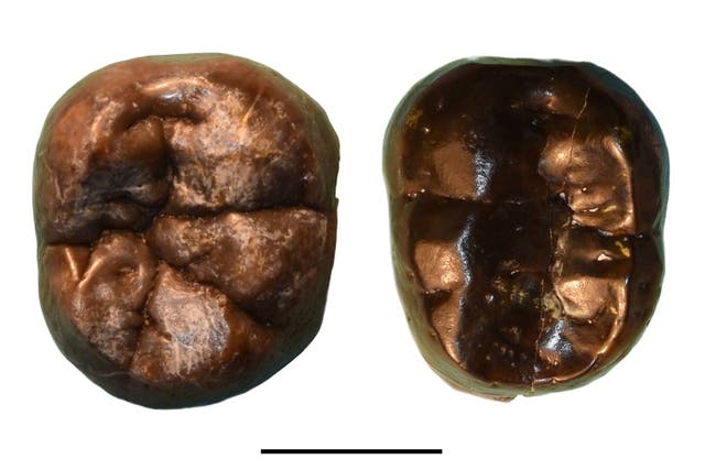 <p>Tooth pits were first identified in the South African species Paranthropus robustus</p>