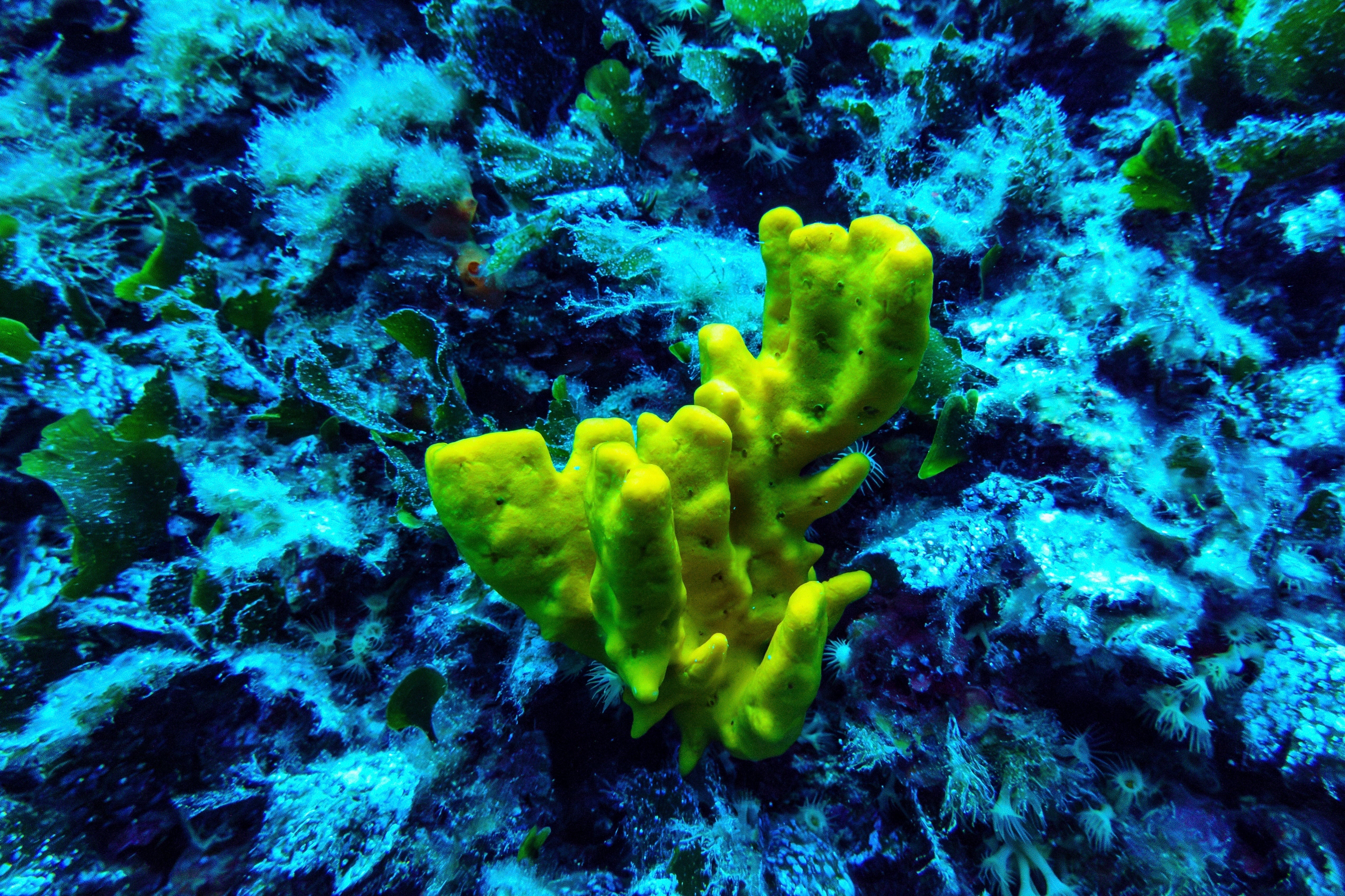 Climate France UN Ocean Conference