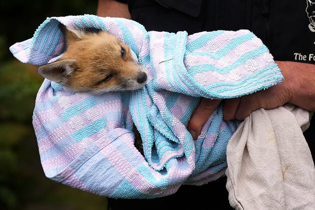 <p>Britain Fox Rescue</p>