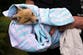 In London, the wild fox has its own ambulance service when it needs help