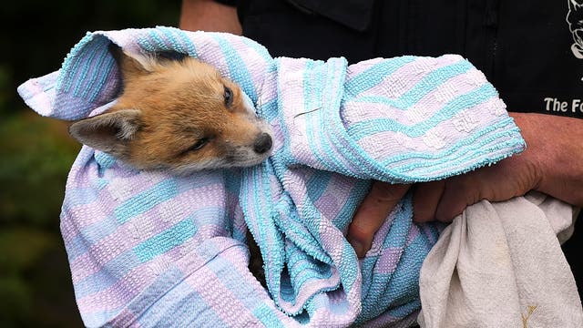 AP PHOTOS: London's red foxes get a lifeline in The Fox Project | The ...