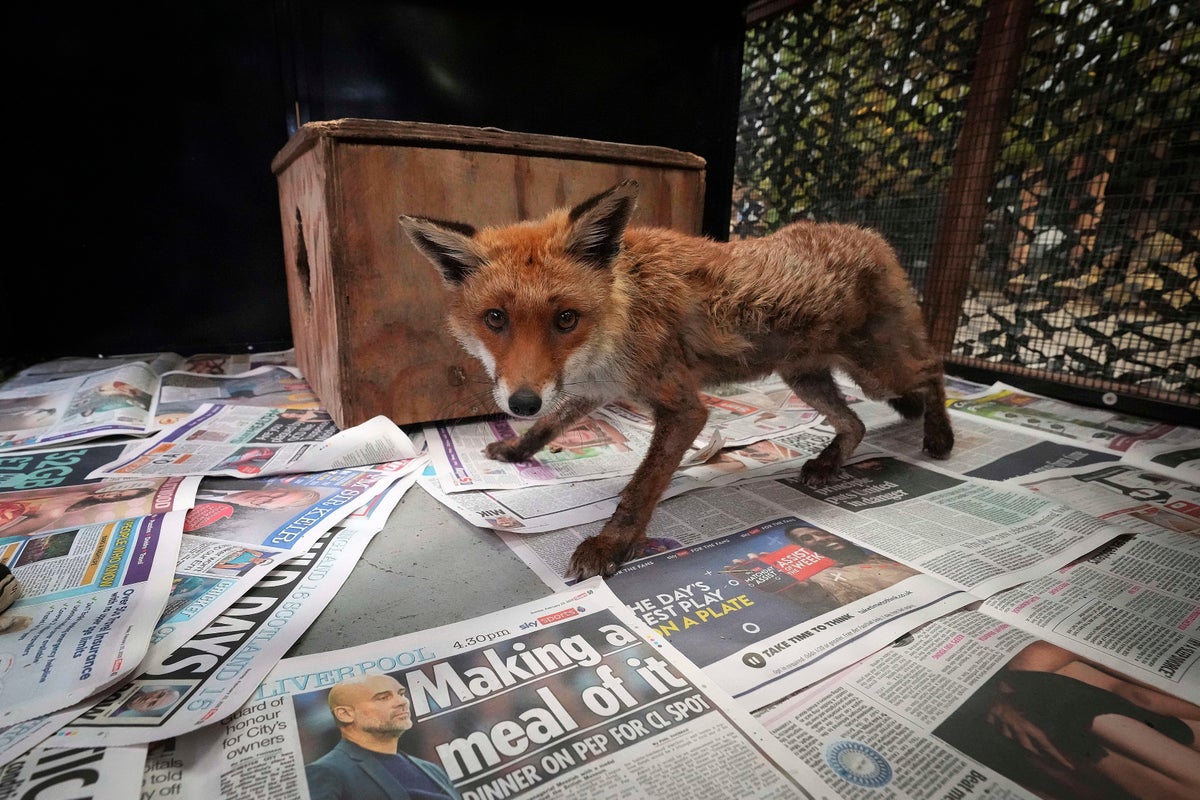 In London, the fox has its own ambulance service when it needs help