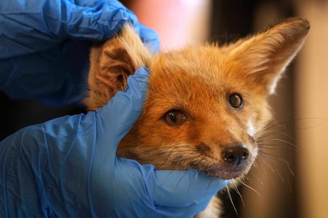 <p>Britain Fox Rescue</p>