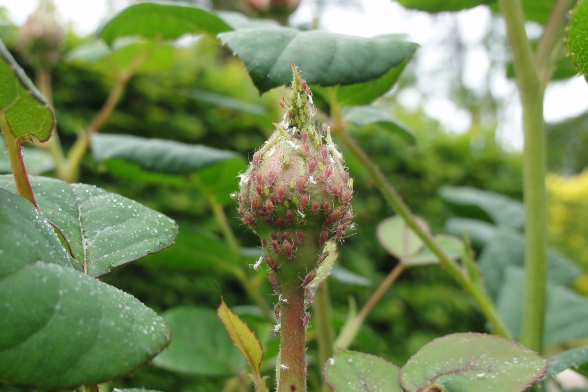 Why are our gardens being invaded by aphids?