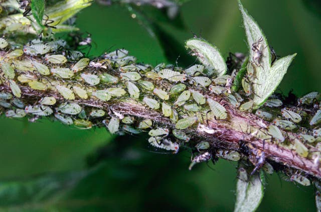 <p>A colony of aphids on a stem</p>