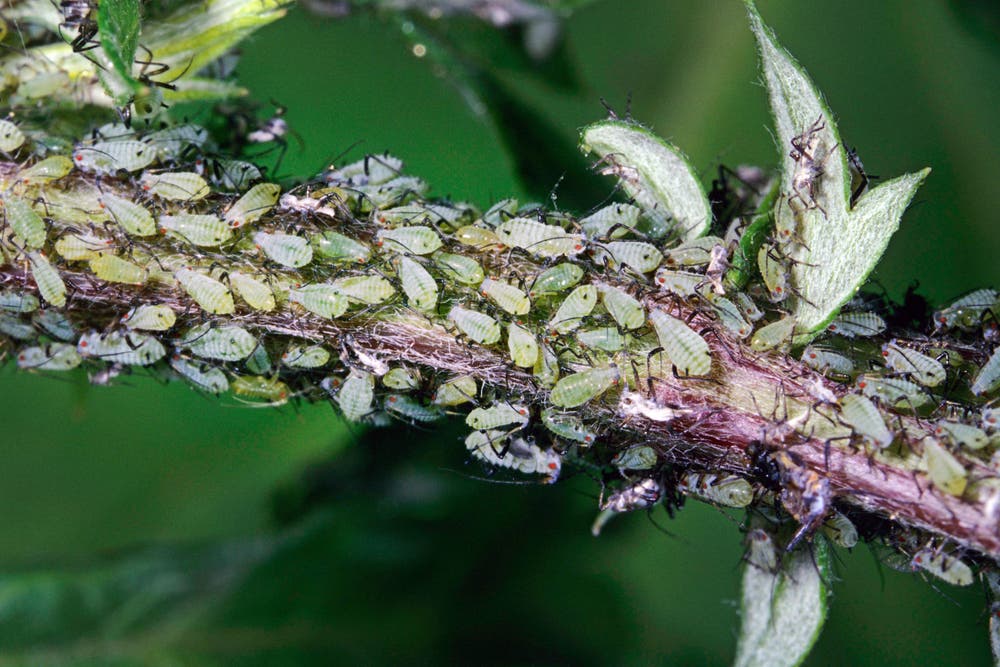 Some Aphids Why there are so many aphids this year, and what to do about them | The ...
