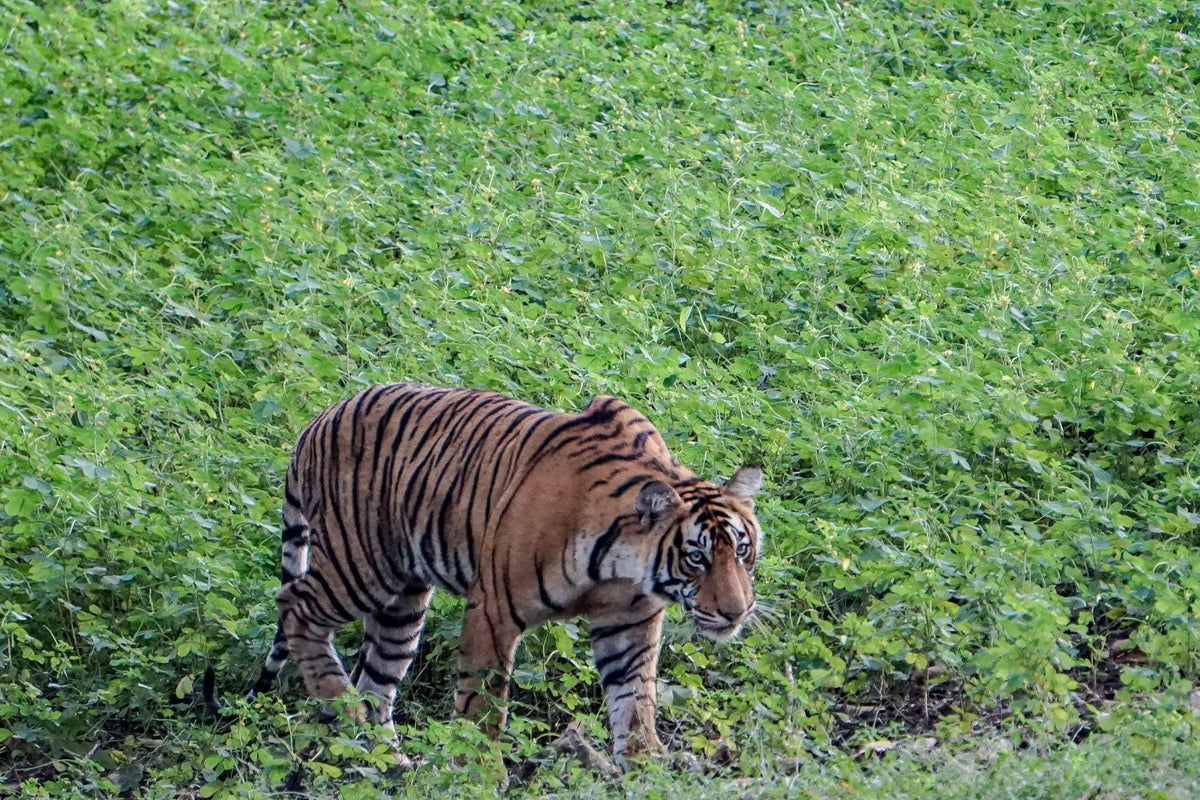 Drei Dorfbewohner nach Massenvergiftung einer Tigerfamilie in Indien ...