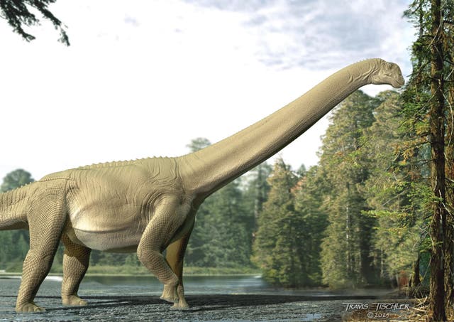 <p>Artist’s reconstruction of Judy</p>