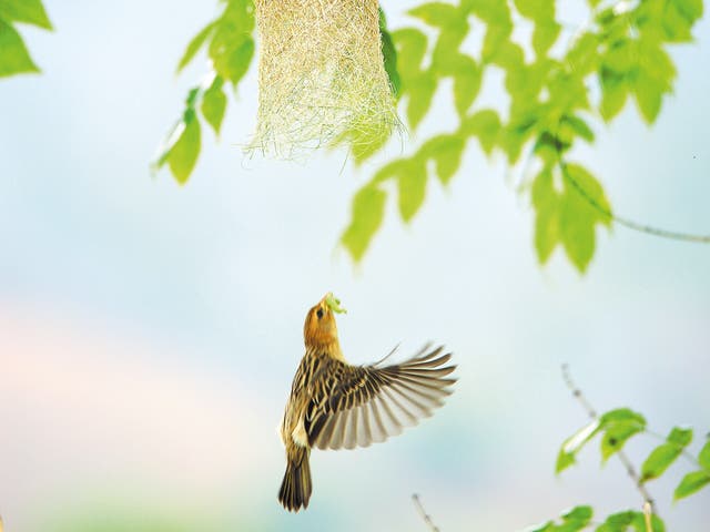 <p>A female baya weaver prepares to return to her nest built on a tree on the banks of the Mengboluo River in Baoshan, Yunnan</p>