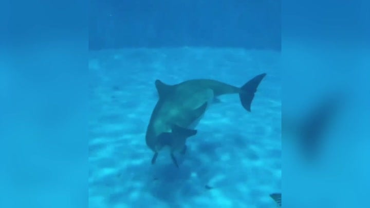 <p>Incredible moment dolphin gives birth captured on camera.</p>