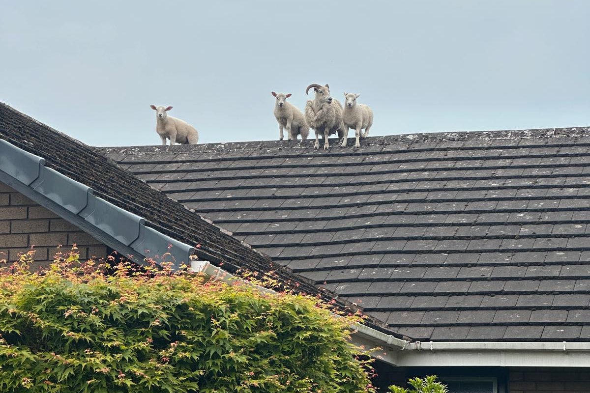 Fugitive sheep escape police capture by climbing house roof