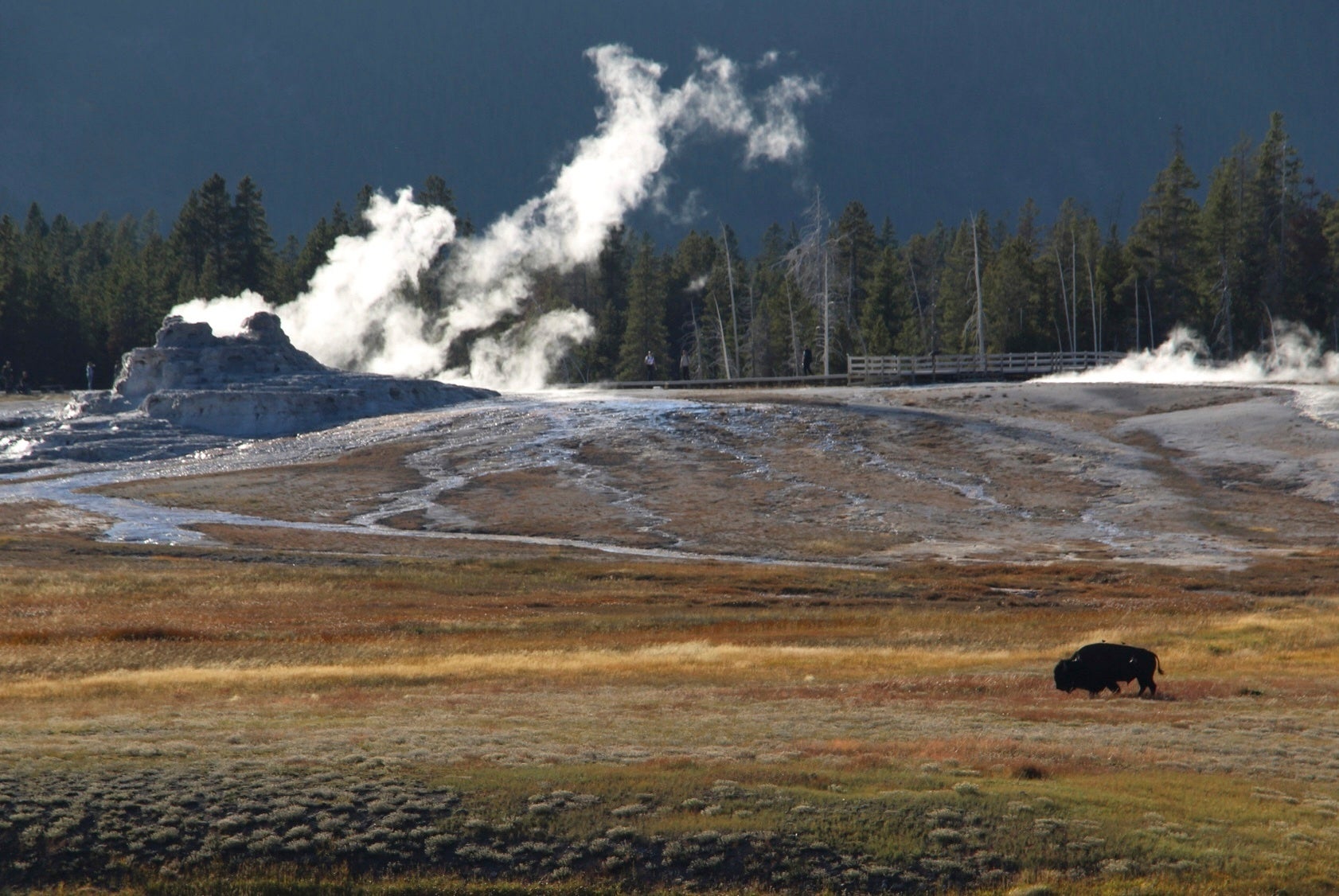 A bison roams in front of Castle Geyser in the Upper Geyser Basin at Yellowstone National Park