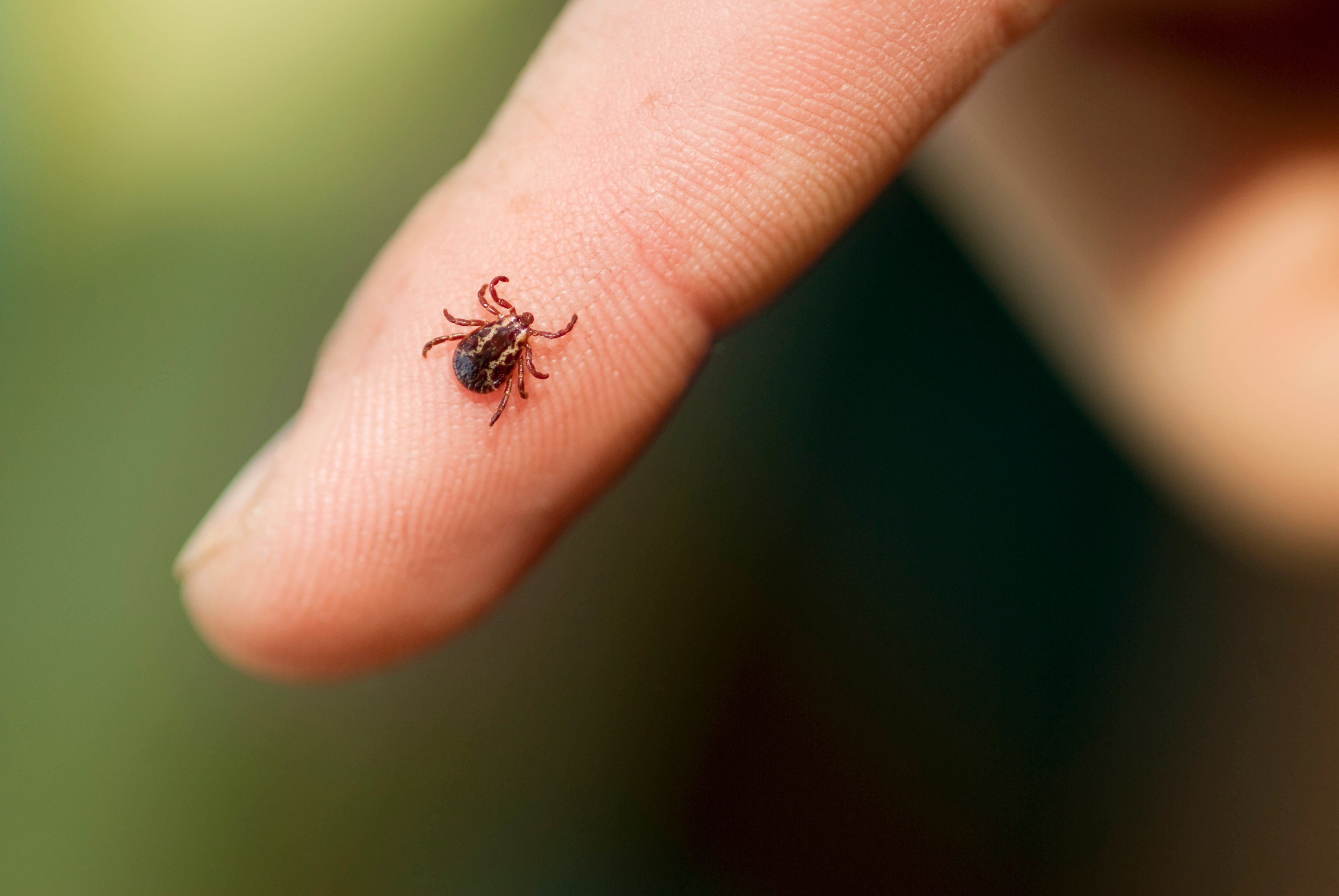 With summer approaching fast doctors warn people to ‘stay vigilant’ against the presence of ticks in clothing if hiking or out in the woods – as tick-bourne diseases are common, and can be serious