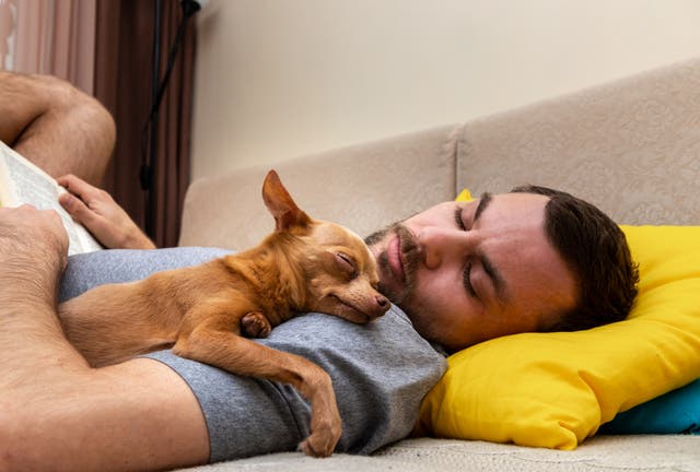 <p>Dogs' and cats' natural sleep cycles differ from humans</p>