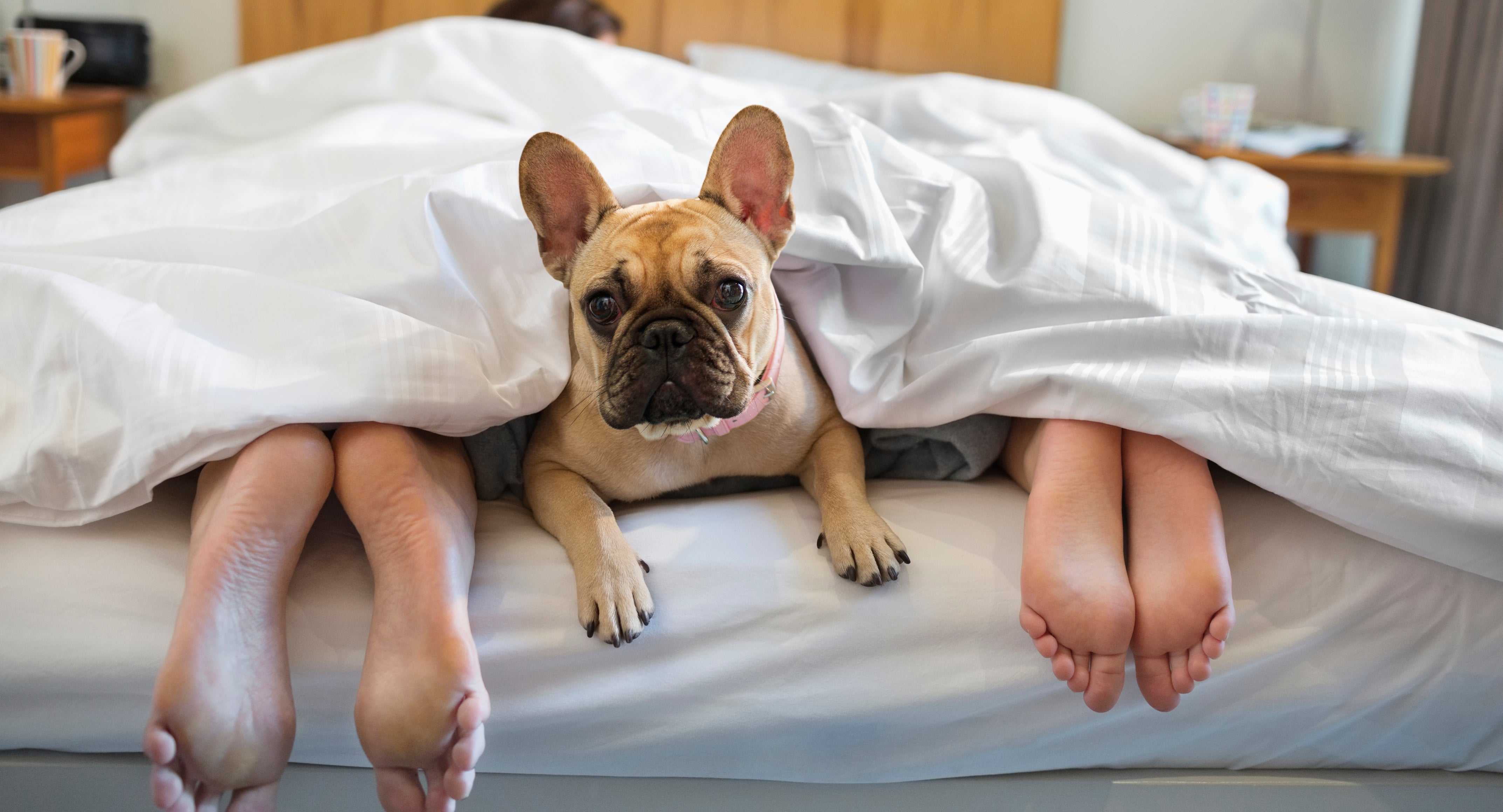 <p>Dogs’ and cats’ natural sleep cycles aren't the same as those of humans.</p>