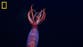 Deep sea squid caught on camera for the first time in ‘history-making sighting’