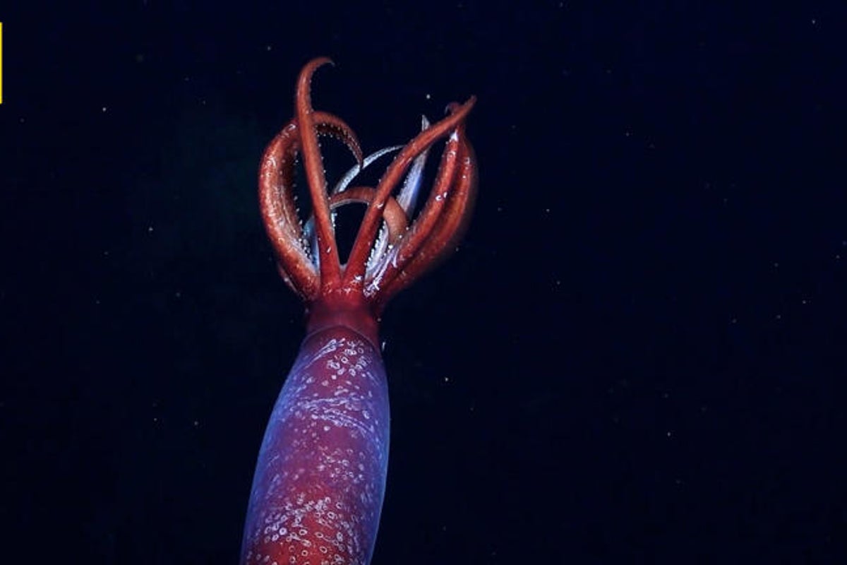 https://static.independent.co.uk/2025/06/11/14/57/Deep-sea-squid-caught-on-camera-for-the-first-time.jpeg?trim=0,61,0,59&width=1200&height=800&crop=1200:800