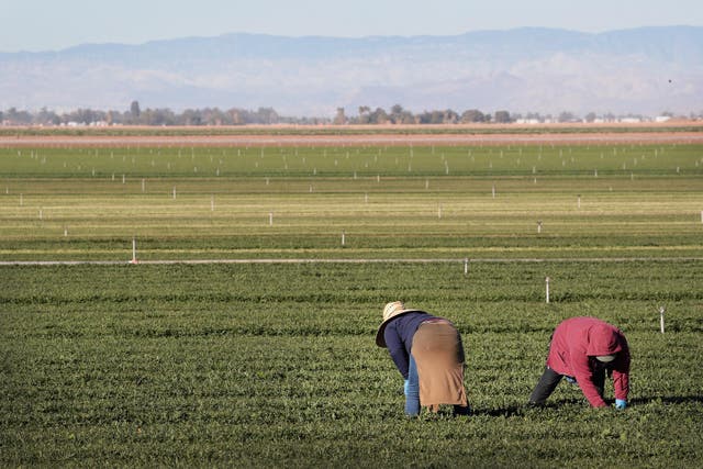 <p>More than 17 percent of non-organic fresh produce sold to Americans contains the residues of harmful pesticides, according to the Environmental Working Group. The advocacy group just released their list of the 12 fruits and vegetables most contaminated with pesticides</p>