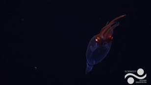 Deep sea squid caught on camera for the first time 