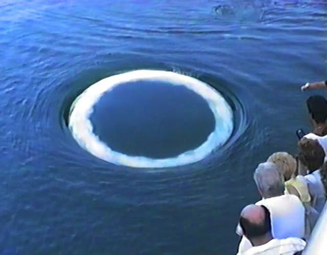 <p>Bubble ring created by a humpback whale</p>