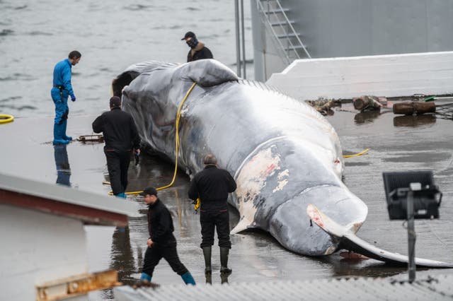 <p>Whale hunting is a controversial practice that is still legal in Iceland </p>