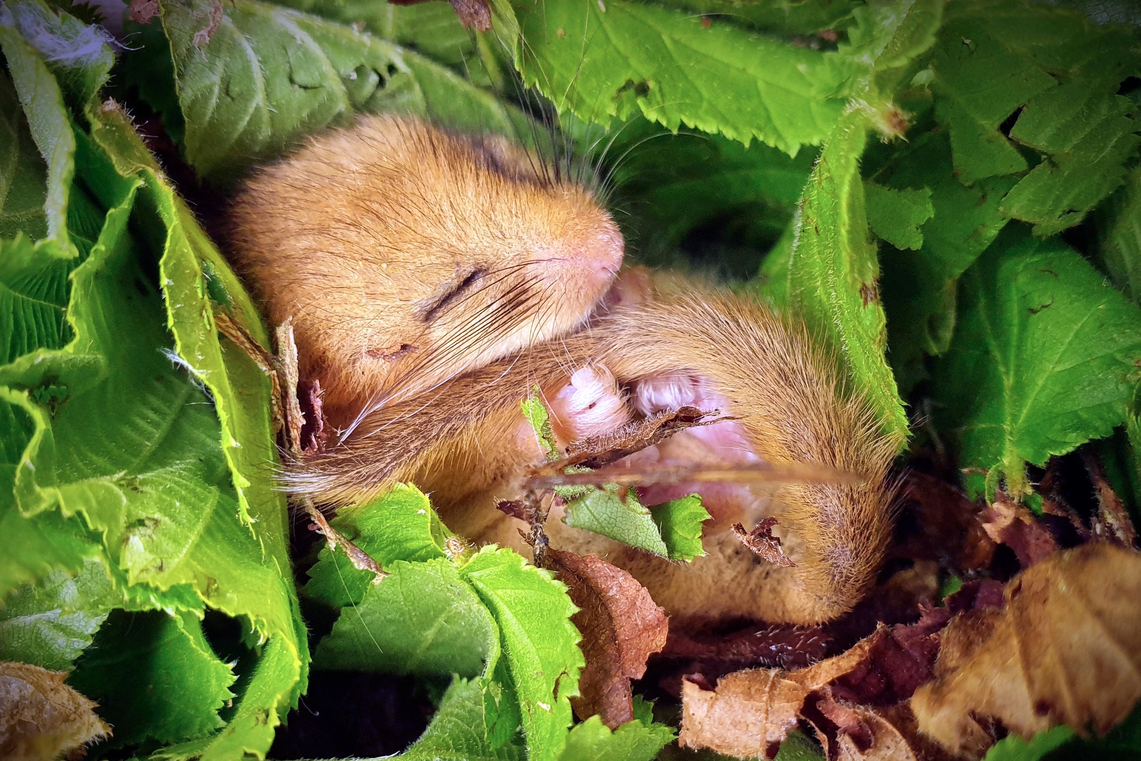 Conservationists have released 20 rare hazel dormice into the wild (Michael Walker)