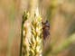 ‘Musical insect’ extinct in the UK for over 30 years to be brought back from France