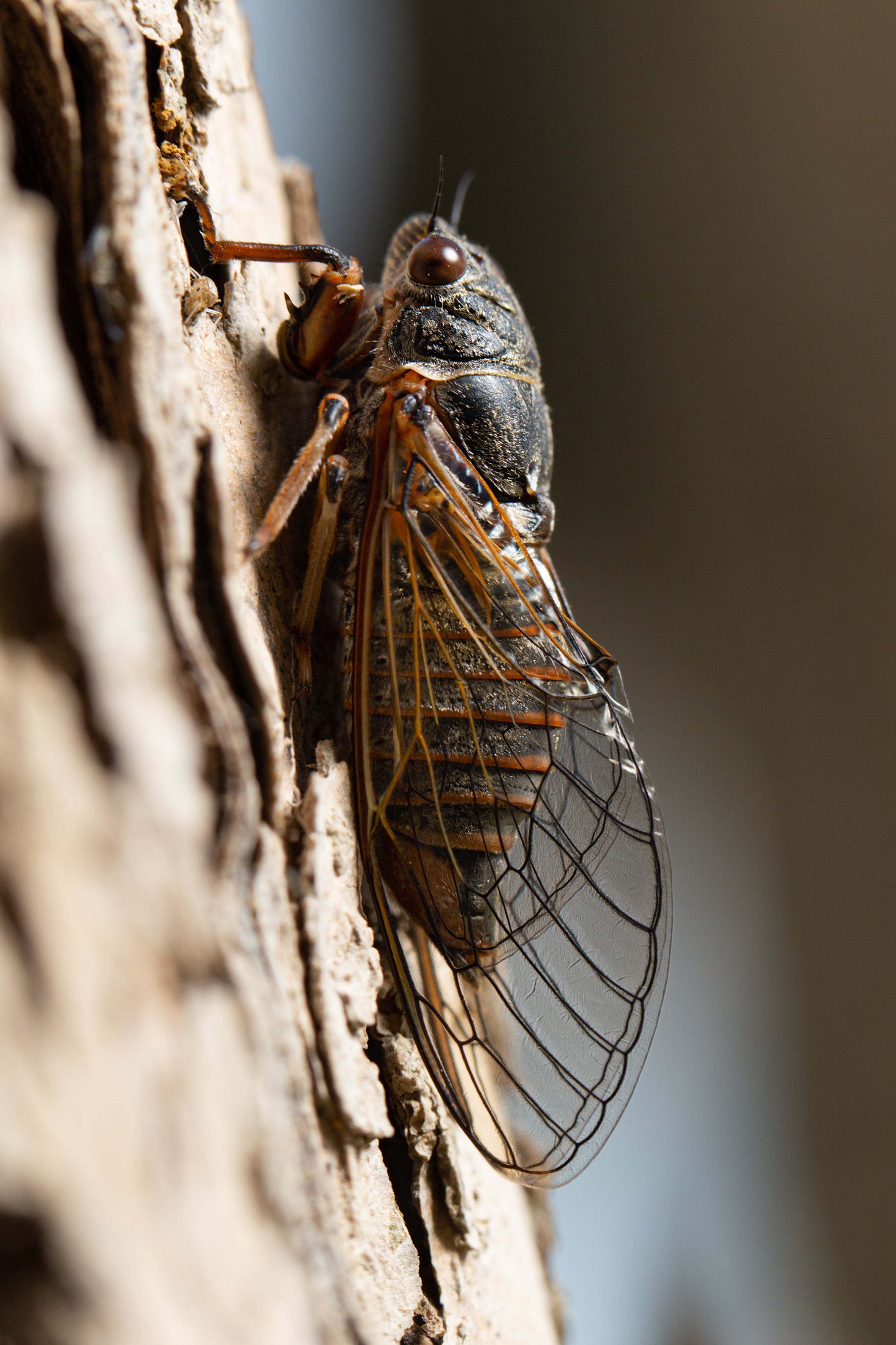 The New Forest cicada, or Cicadetta montana, used to be found across the New Forest