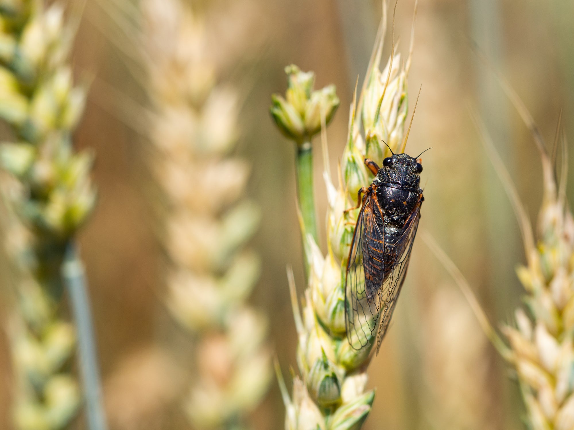The adult insects are black with distinct golden rings and transparent wings, with females growing to about 5cm while males are slightly smaller