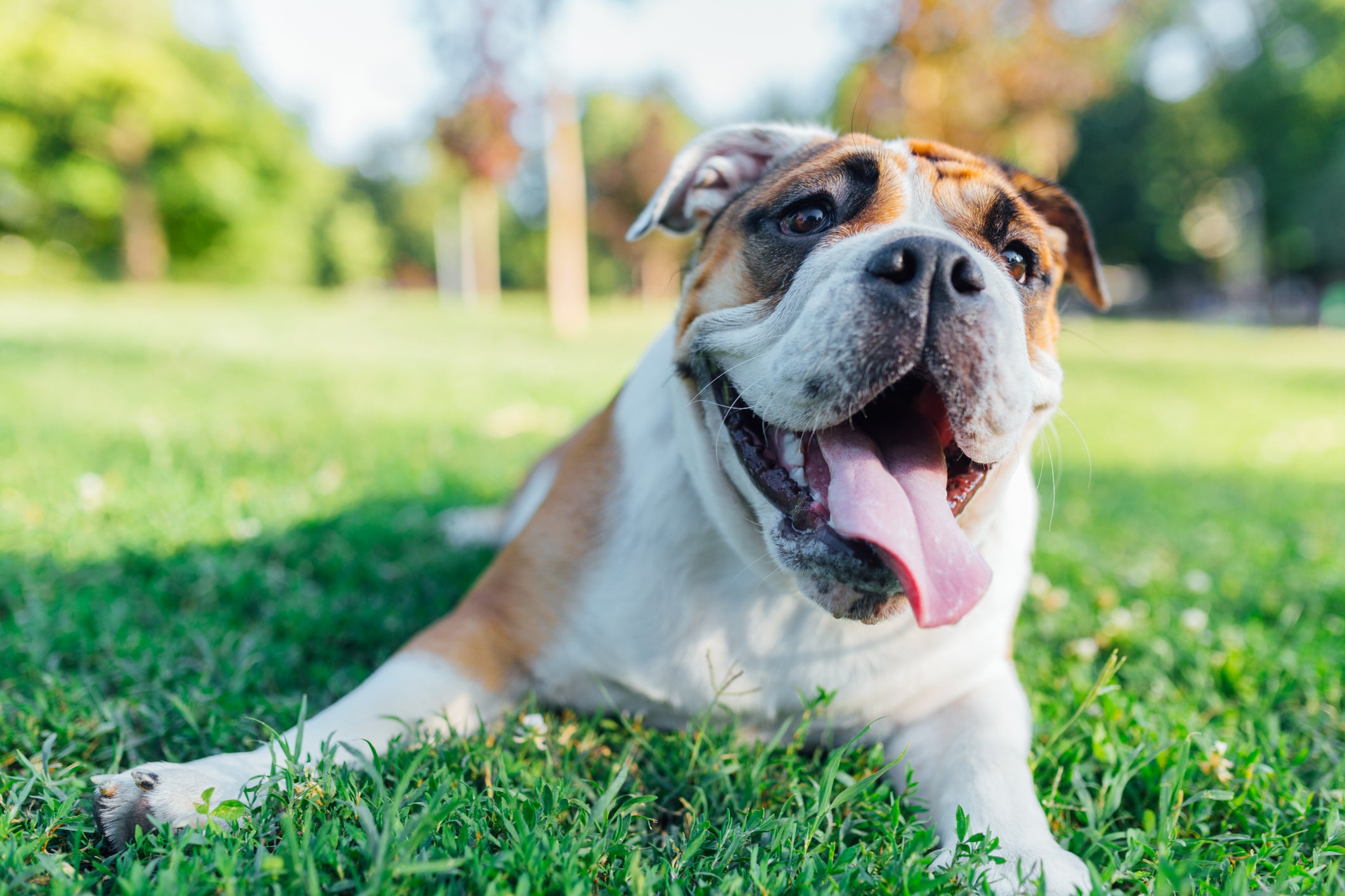 There are plenty of ways to keep your four-legged friend cool and comfortable