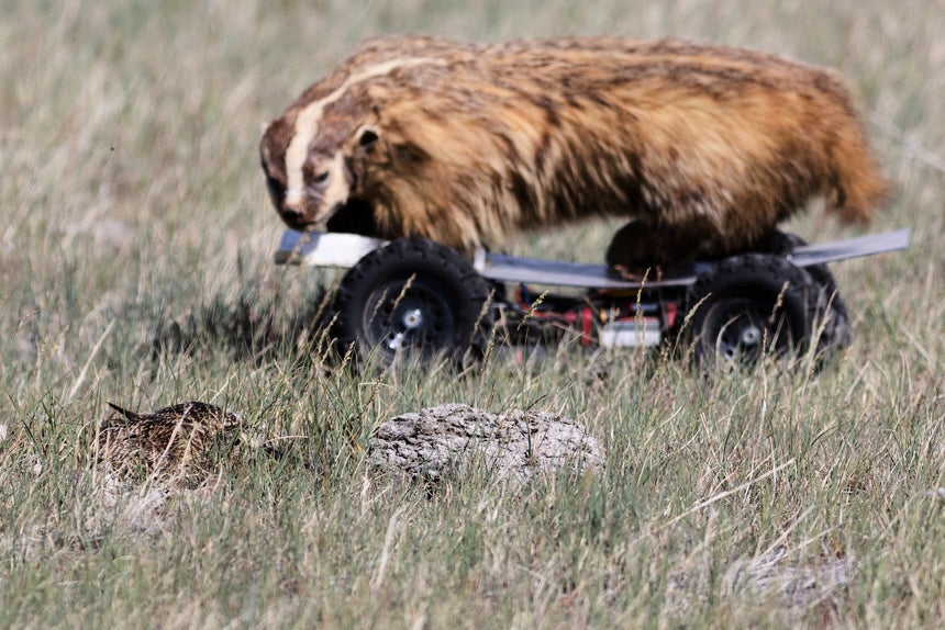 Prairie Dogs-Birds Eavesdropping