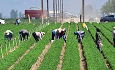 Trump admits his anti-immigration agenda is hurting farmers and hotels: ‘Taking very good workers away’