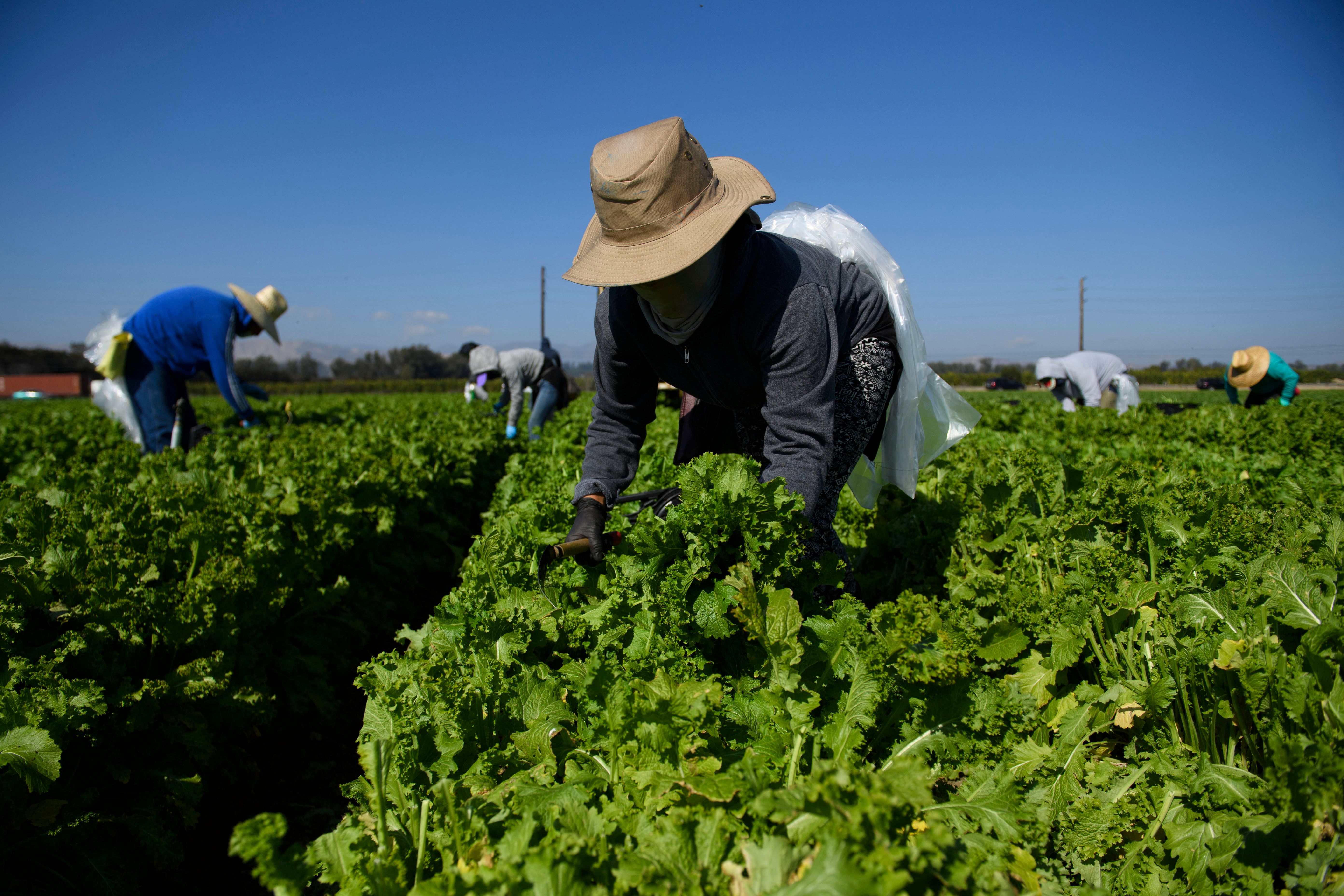 Federal agents pursued a produce worker through a field of crops in Oxnard, Ventura County, California this week, sparking fear among the community.