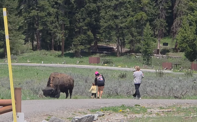 <p>A tourist has sparked outrage after walking their child up to a wild bison in Yellowstone National Park</p>