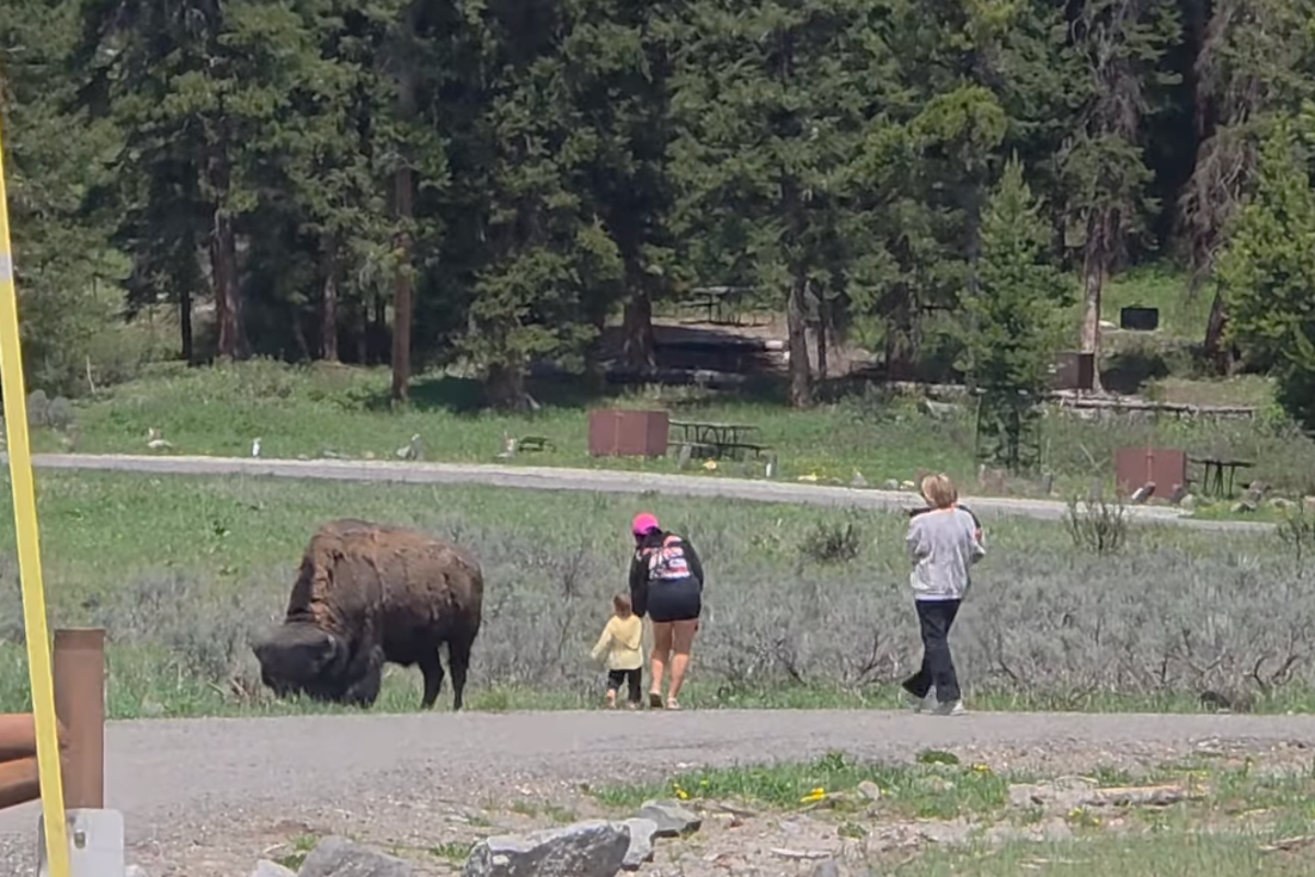 ‘Touron’ sparks outrage after walking toddler up to wild bison inside Yellowstone National Park: ‘I was shocked’