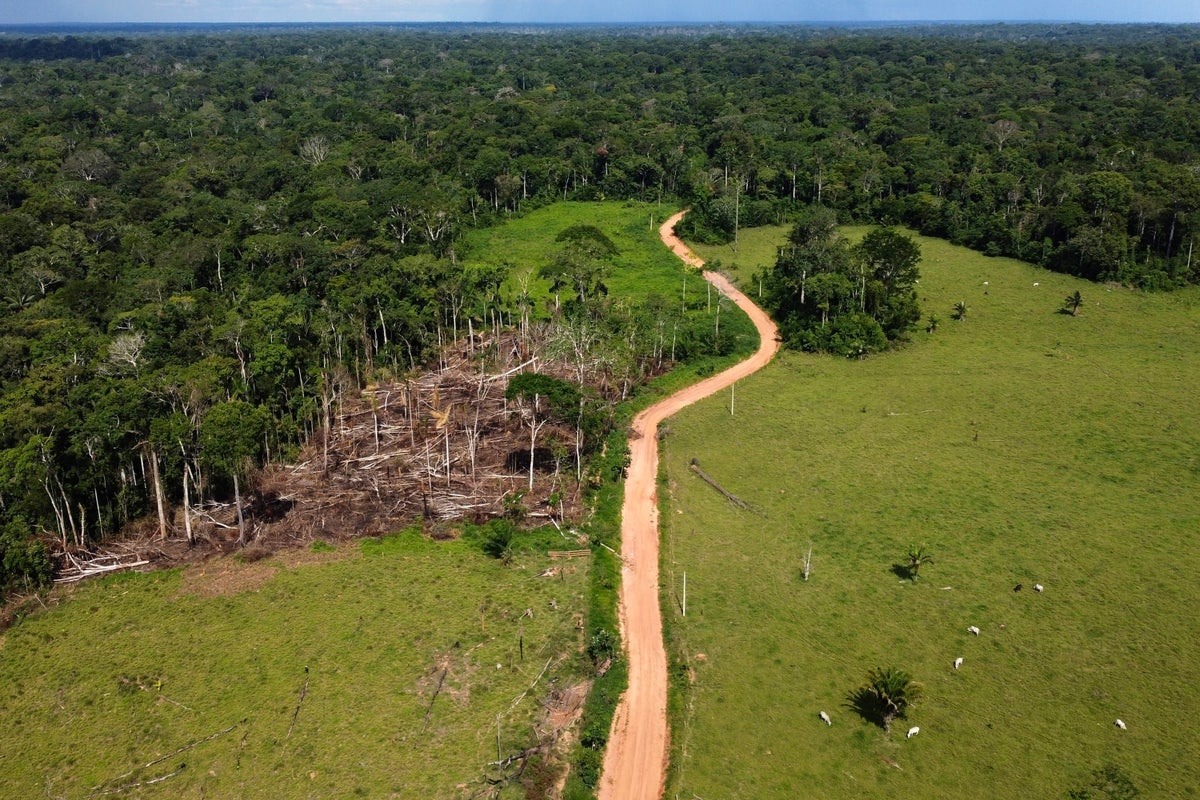 Removal of hundreds of illegal cattle in the Amazon sparks protests and divides residents