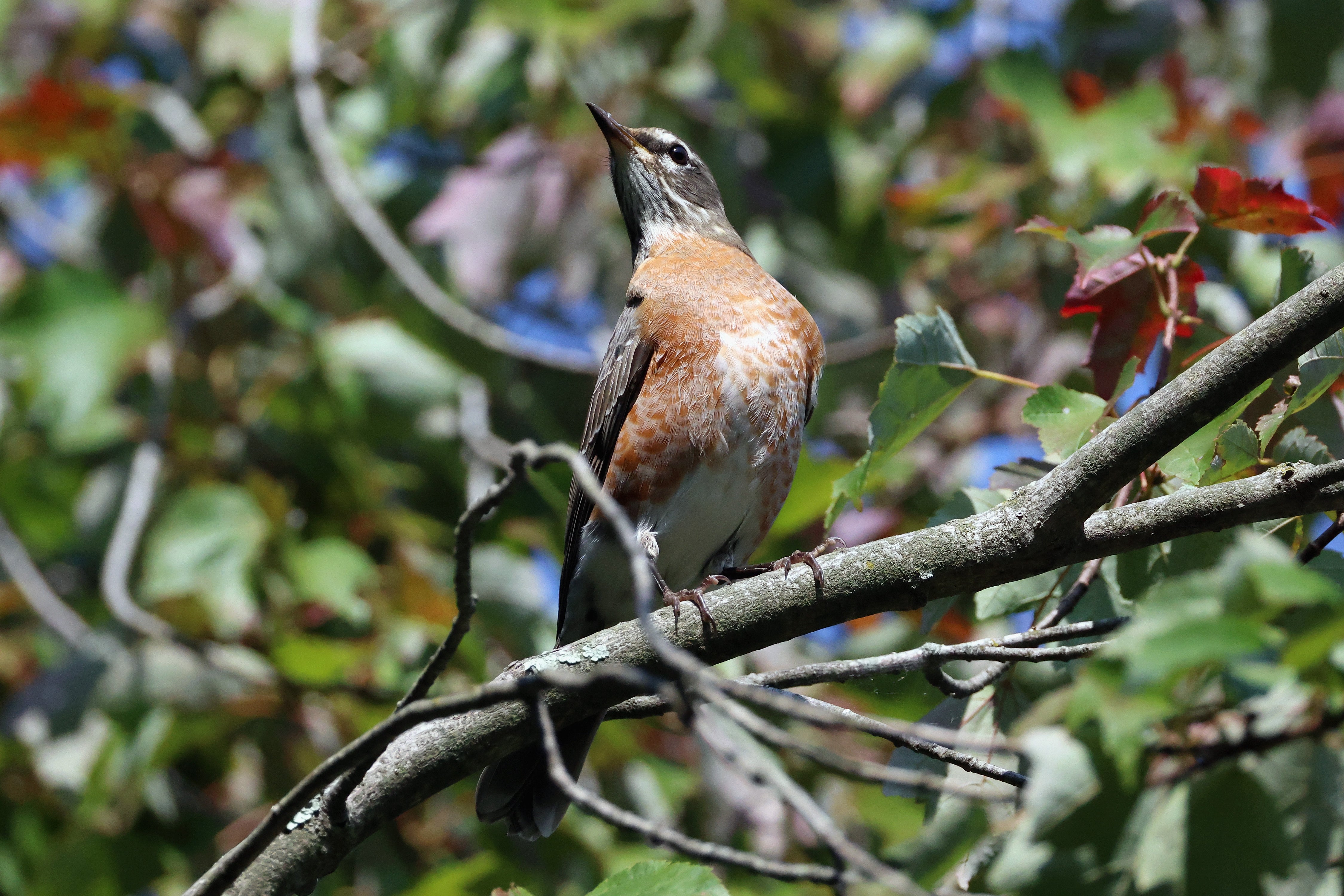 Amerikaner Robin