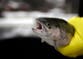 Some fish feel excruciating pain for up to 20 minutes after catch, scientists find
