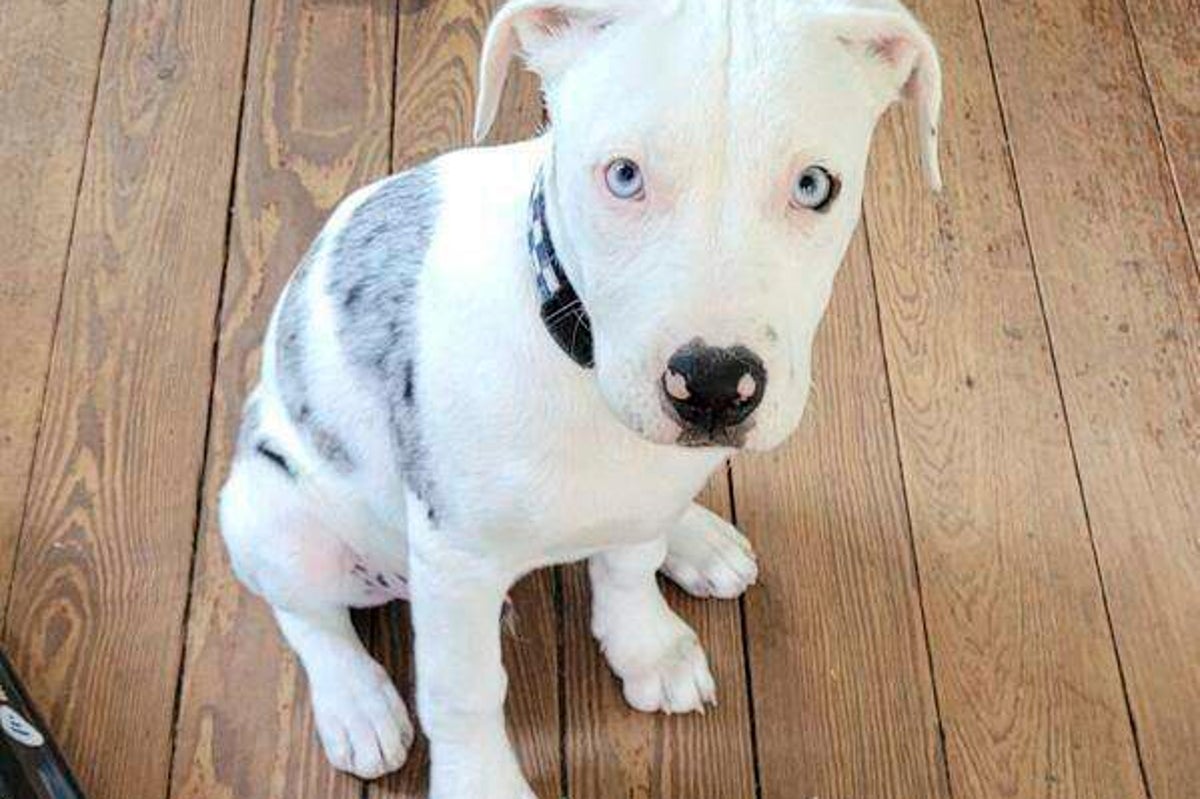 Jury finds New Orleans police officer who shot and killed puppy violated rights but has immunity