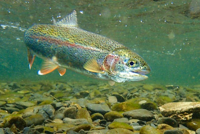 <p>Researchers say that rainbow trout endure an average of 10 minutes of pain when removed from water</p>