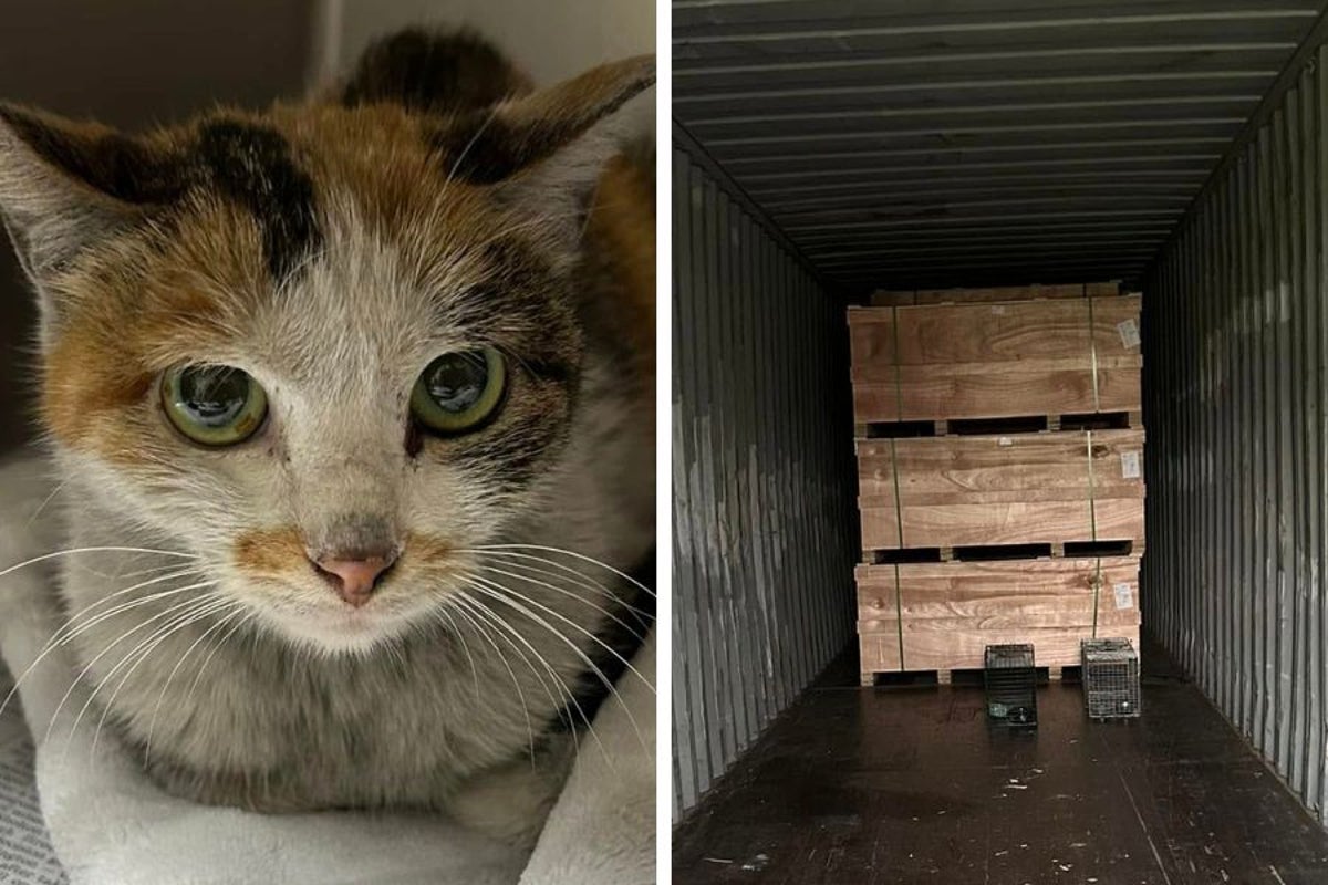 Long-distance stray: Cat stows away in shipping container from