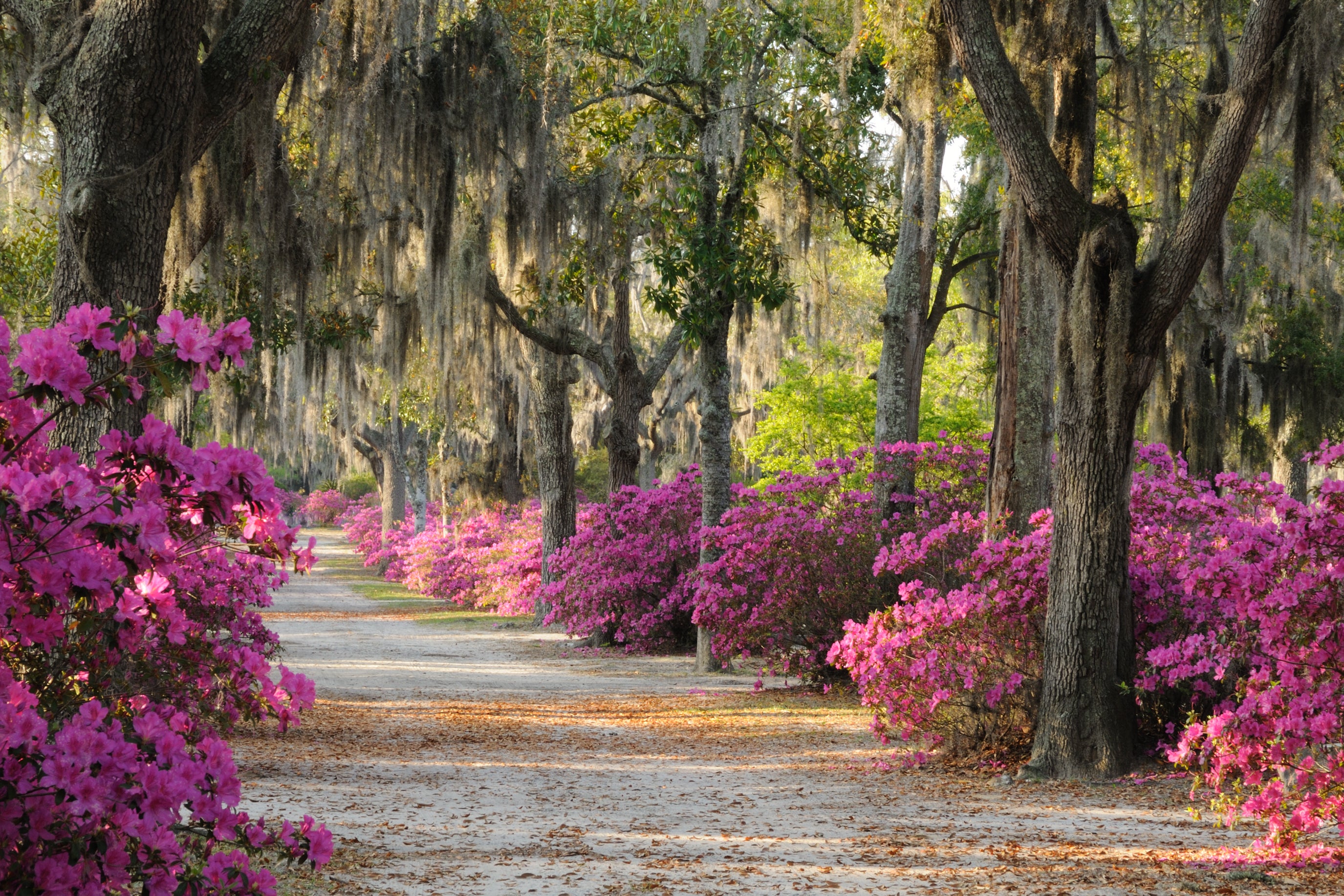Ignore Google Maps when exploring Savannah, says Georgia Fowkes