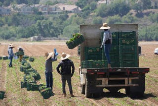 The Trump administration reportedly told immigration agents to resume raids on farms, hotels, and restaurants, despite brief indication White House might change stance on such tactics last week