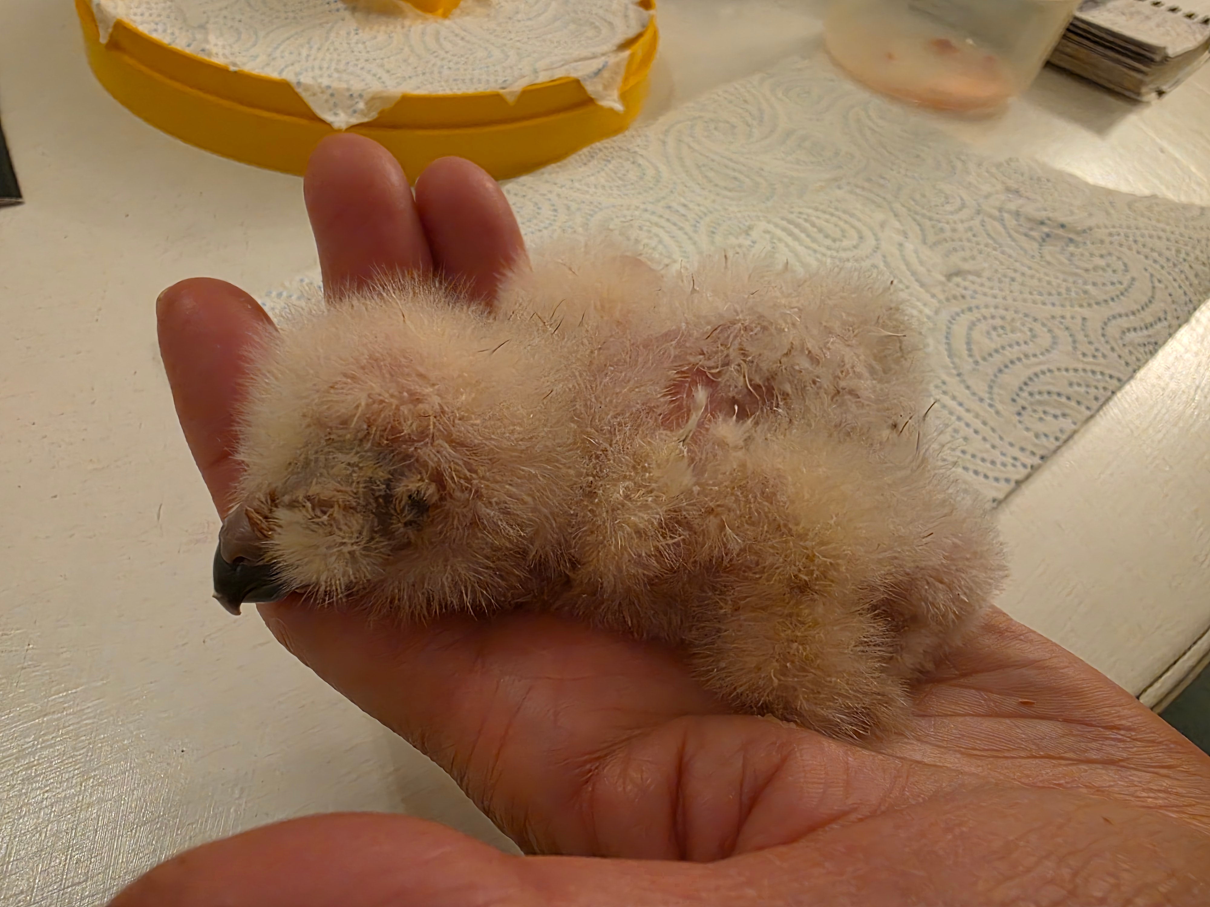 <p>An owl chick emerged from the incubator</p>