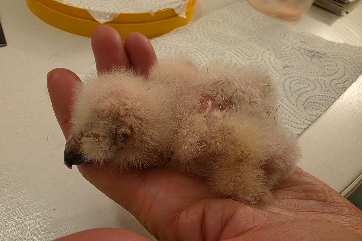 Voices: After weeks in the incubator, my owl chick finally hatched from its shell