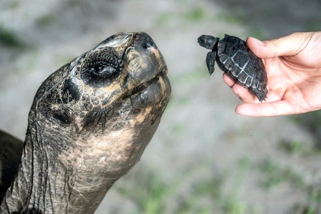 FLORIDA-TORTUGA-BEBÉ