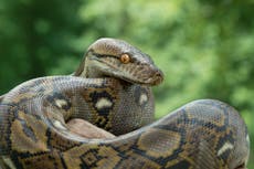 Python snake ‘at large’ as police issue urgent warning